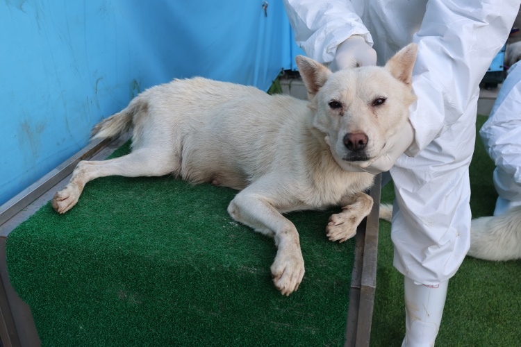 제주 동물보호센터_450650202502788